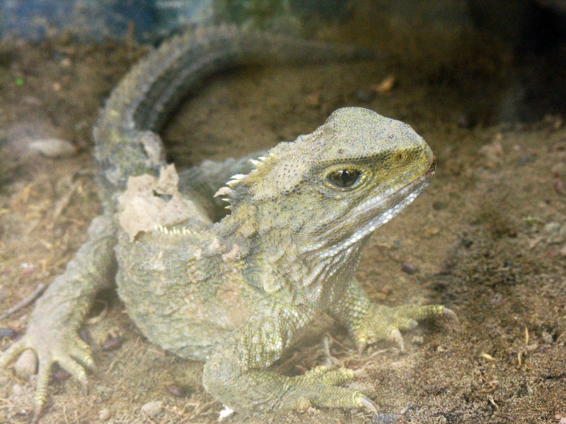 Tuatara