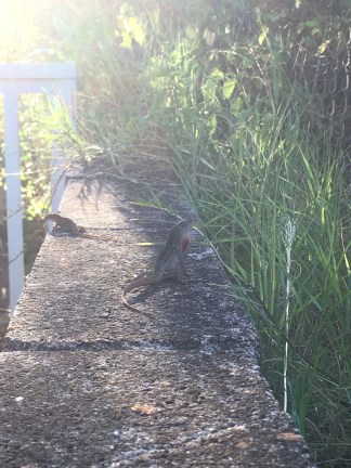 2017 Lizards on a Wall