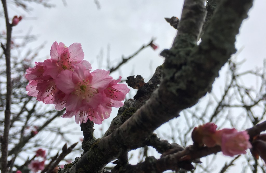 2018 Sakura in Wahiawa