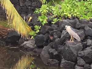 2018 Aukuu - Black Crowned Heron - Puuhonua O Honaunau
